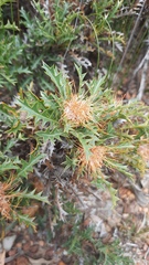 Banksia armata