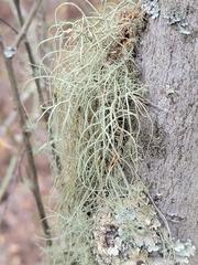 Usnea mutabilis