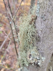 Usnea mutabilis