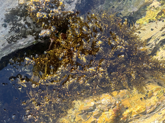 Sargassum muticum