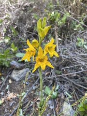 Chloraea gavilu