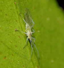 Euceraphis