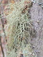 Usnea mutabilis