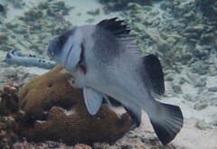 Plectorhinchus gibbosus