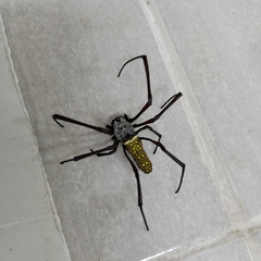 Trichonephila antipodiana
