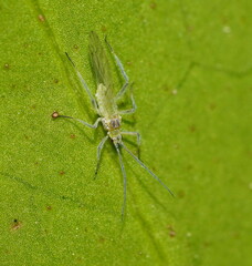 Euceraphis