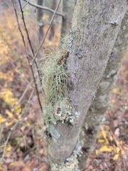 Usnea mutabilis