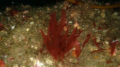Rhodophyta