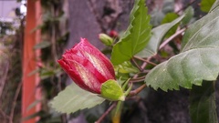 Callianthe megapotamica
