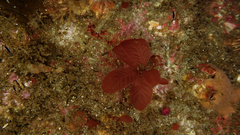 Pseudophycodrys phyllophora