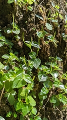 Peperomia pellucida
