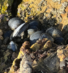 Mytilus californianus