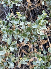 Ericameria cuneata