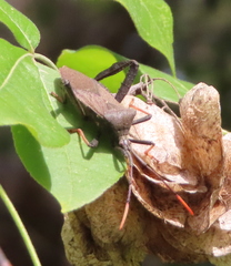 Acanthocephala femorata