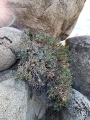 Ericameria cuneata