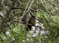 Hylocharis chrysura