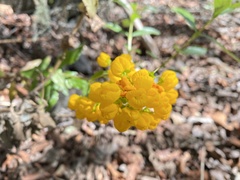 Calceolaria corymbosa