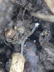 Enchytraeidae