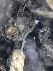 Enchytraeidae