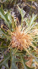 Banksia armata