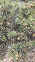 Banksia armata
