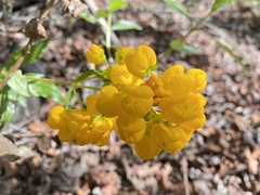 Calceolaria corymbosa