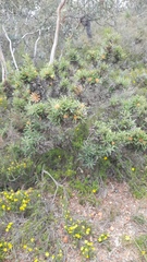 Banksia armata