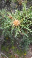 Banksia armata