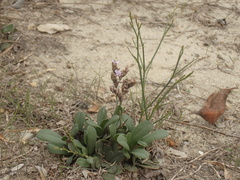 Limonium duriusculum
