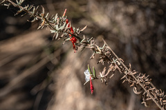 Epilobium canum