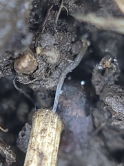 Enchytraeidae