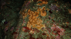 Phorbas ferrugineus