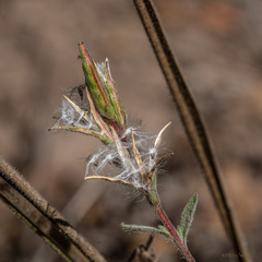 Epilobium canum
