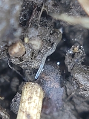 Enchytraeidae