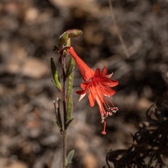 Epilobium canum