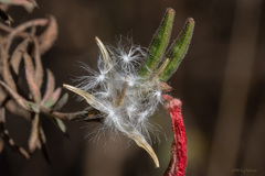 Epilobium canum
