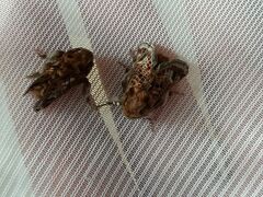 Doratifera vulnerans