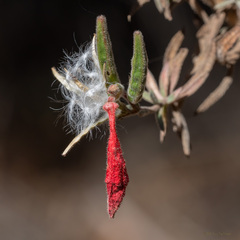 Epilobium canum