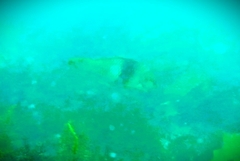 Notolabrus tetricus