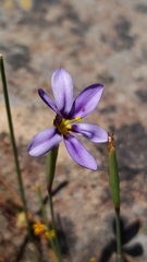 Sisyrinchieae