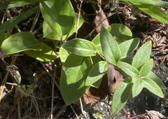 Caprifoliaceae