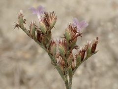 Limonium duriusculum