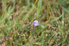 Thelymitra pauciflora