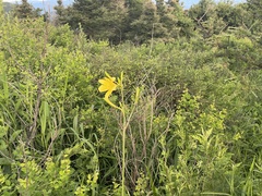 Hemerocallis lilioasphodelus