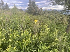 Hemerocallis lilioasphodelus