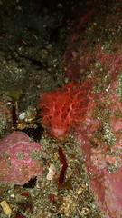 Trachythyone lechleri