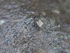 Limosininae
