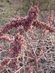 Amaranthus fimbriatus