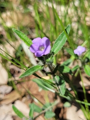 Brunoniella