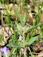 Brunoniella